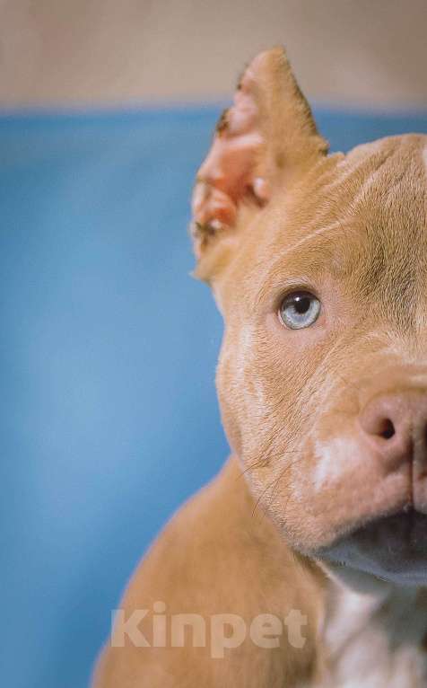 Собаки в Москве: Щенки Американского булли Девочка, 150 000 руб. - фото 6