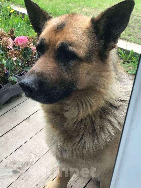 Собаки в Екатеринбурге: Потерялась овчарка 26.12.25, В районе Серовского тракта, 19-й км Мальчик, 5 000 руб. - фото 3