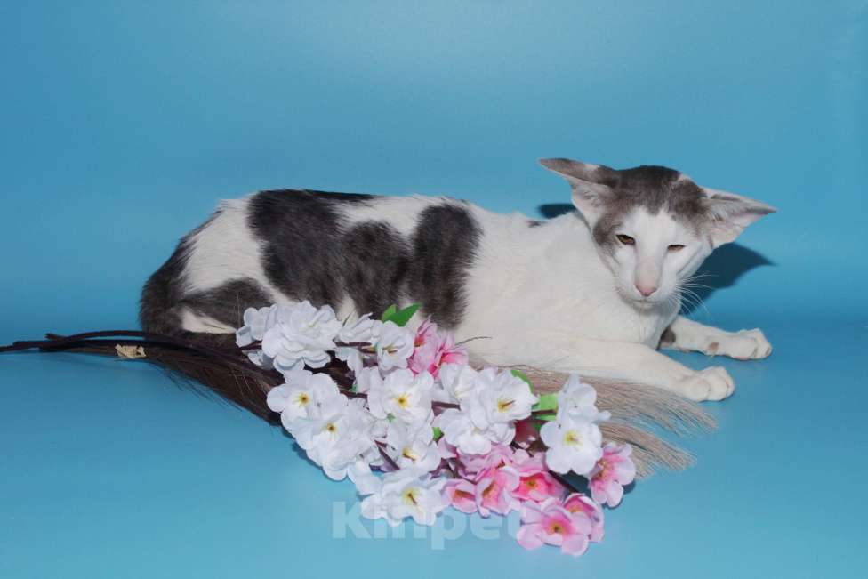 Кошки в Москве: Ориентал на вязку Мальчик, 8 000 руб. - фото 2