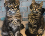 Кошки в Волхове: Котята породы мейн-кун мальчики. Мальчик, 15 000 руб. - фото 2