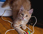 Кошки в Москве: Очаровательный рыжий котенок рыжик в дар Мальчик, Бесплатно - фото 3