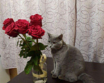 Кошки в Мглине: Вязка британский кот, 1 руб. - фото 1