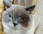 Кошки в Уржуме: Британец, 8 000 руб. - фото 1