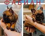 Собаки в Москве: Щенки французского бульдога Мальчик, 60 000 руб. - фото 2
