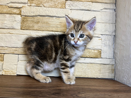 Котик курильский бобтейл