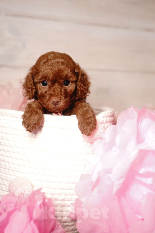 Собаки в Одинцово: Той пудель ркф Девочка, 85 000 руб. - фото 1