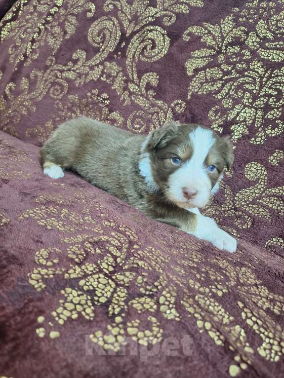 Собаки в Краснодаре: Щенки аусси (австралийской овчарки) Мальчик, 60 000 руб. - фото 2