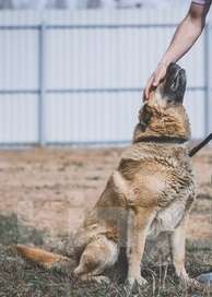 Собаки в Москве: Пыжик. Серьезный пес для серьезного человека Мальчик, Бесплатно - фото 3