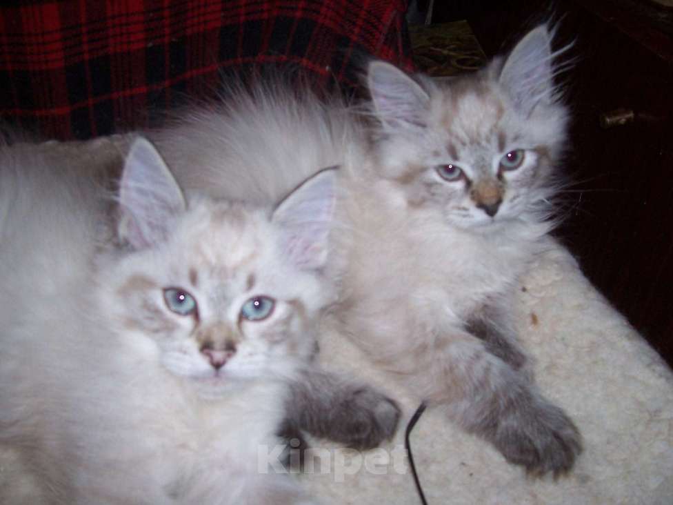 Кошки в Севастополе: Невский маскарадный котенок Мальчик, 15 000 руб. - фото 2