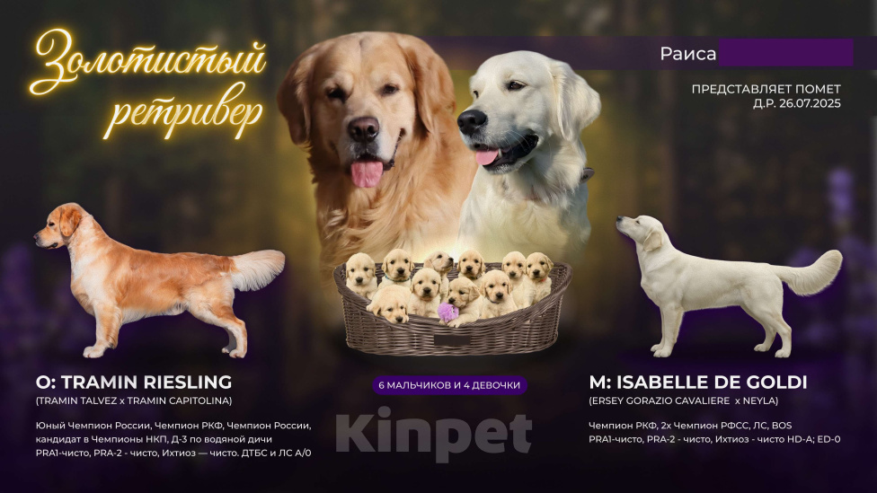 Собаки в Москве: Золотистый ретривер, щенок Девочка, 65 000 руб. - фото 4