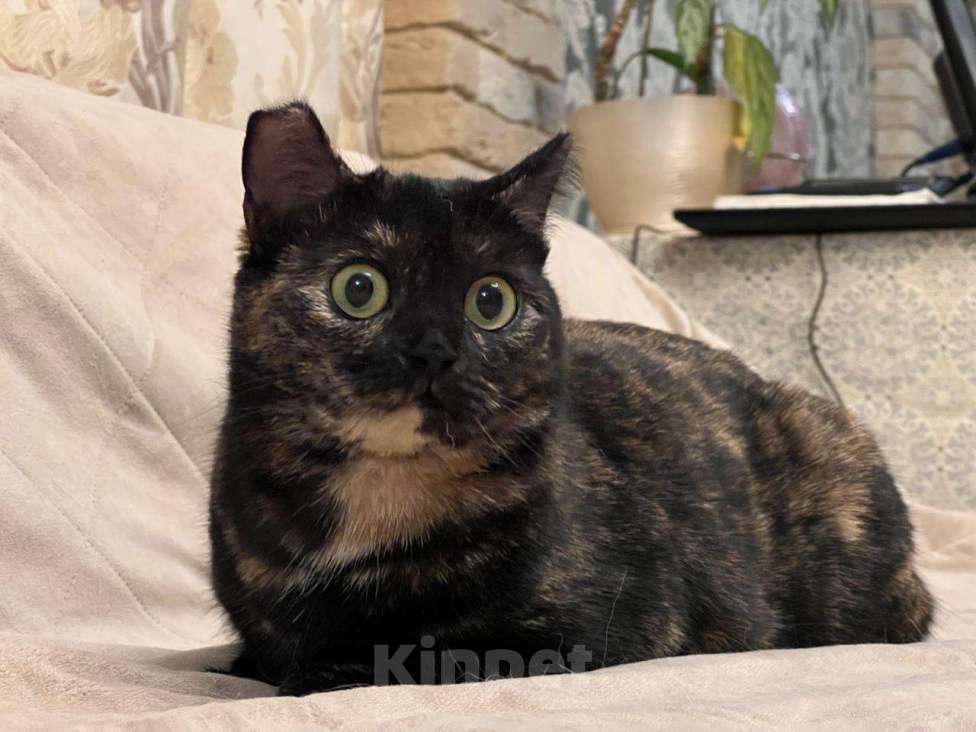 Кошки в Домодедово: Эли Девочка, 1 000 руб. - фото 1