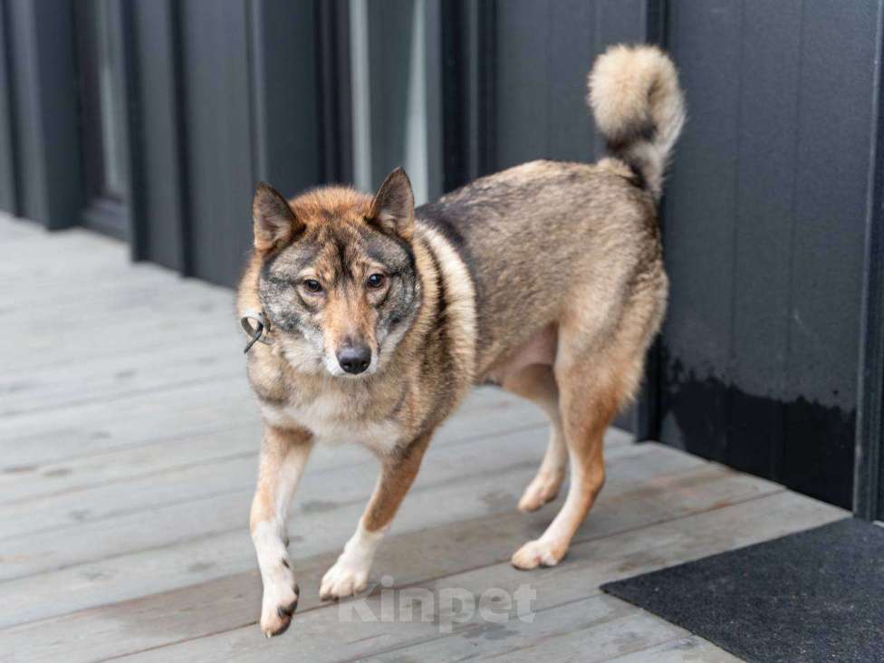 Собаки в Москве: Мудрая малышка Батоша ищет дом. Девочка, Бесплатно - фото 3