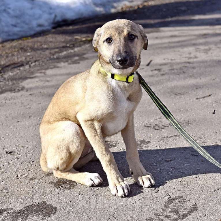 Собаки в Москве: Герда в добрые руки Девочка, Бесплатно - фото 2
