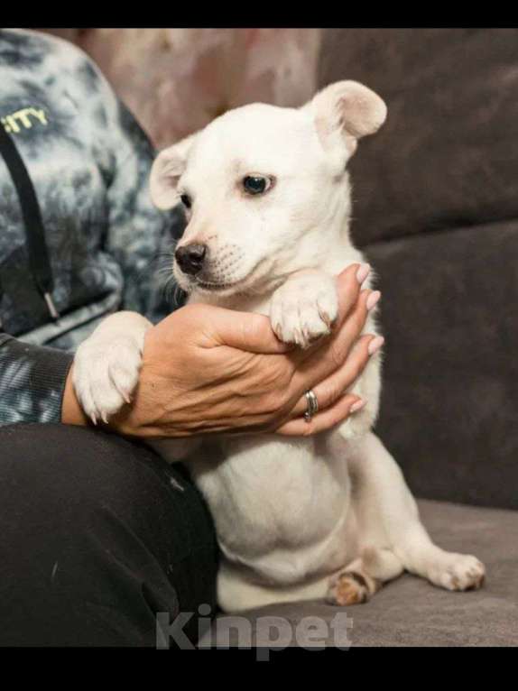 Собаки в Москве: Крошечка щенок Лялечка в добрые руки Девочка, Бесплатно - фото 3