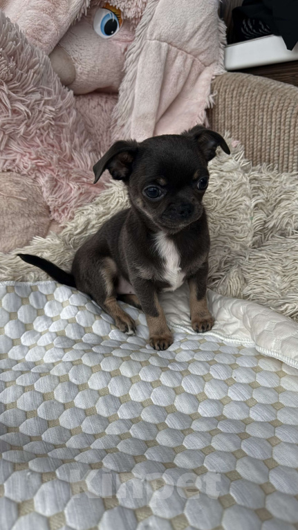Собаки в Томске: Щенок чихуахуа мальчик г/ш Мальчик, 35 000 руб. - фото 7