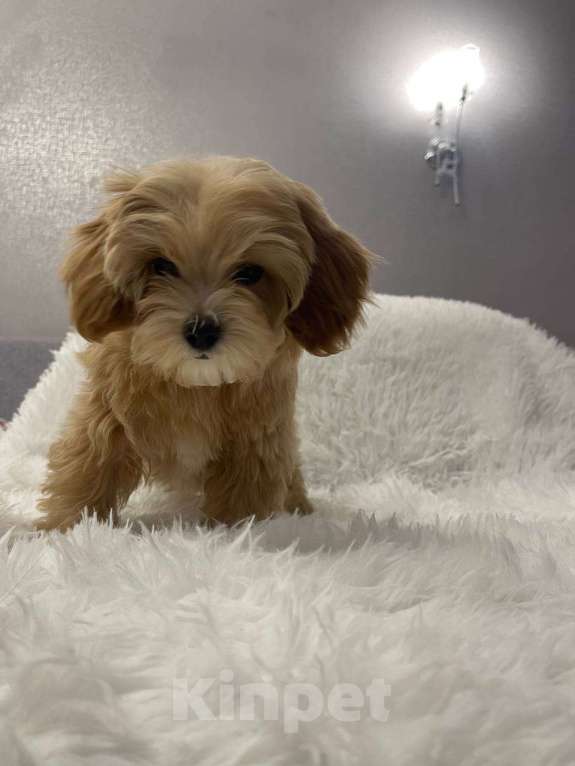 Собаки в Москве: Мальтипу f 1 цвет карамель  Мальчик, 85 000 руб. - фото 4