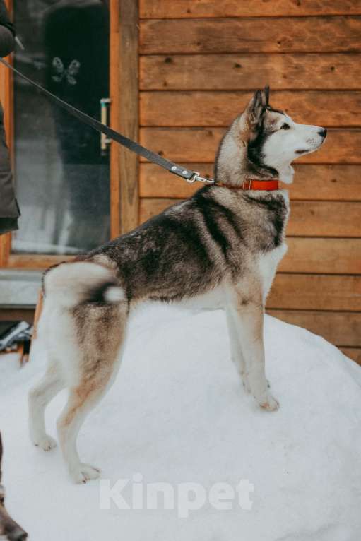 Собаки в Москве: Метис аляскинского кли-кая Ася в добрые руки Девочка, Бесплатно - фото 5