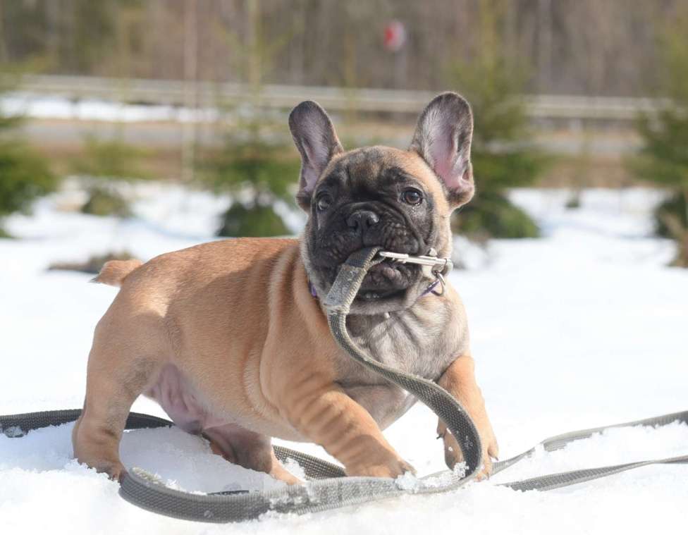 Собаки в Москве: Тимоти Мальчик, 65 000 руб. - фото 3