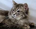 Кошки в Новосибирске: Котик манчкин нестандарт Мальчик, Бесплатно - фото 6