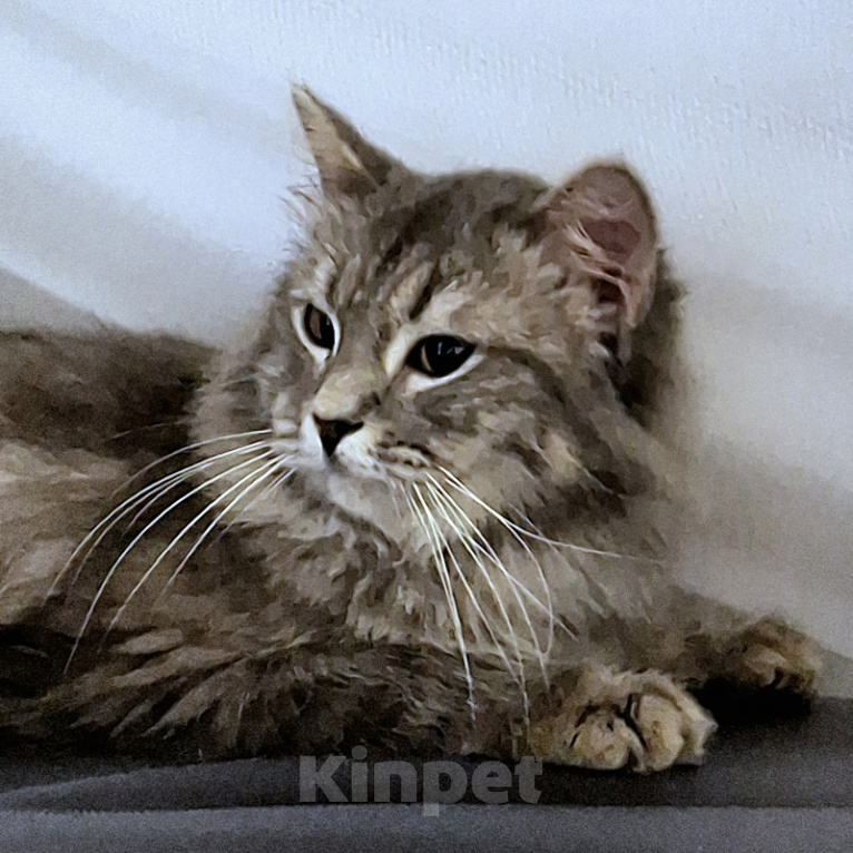 Кошки в Новосибирске: Котик манчкин нестандарт Мальчик, Бесплатно - фото 6