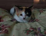 Кошки в Сочи: котенок  Девочка, Бесплатно - фото 1