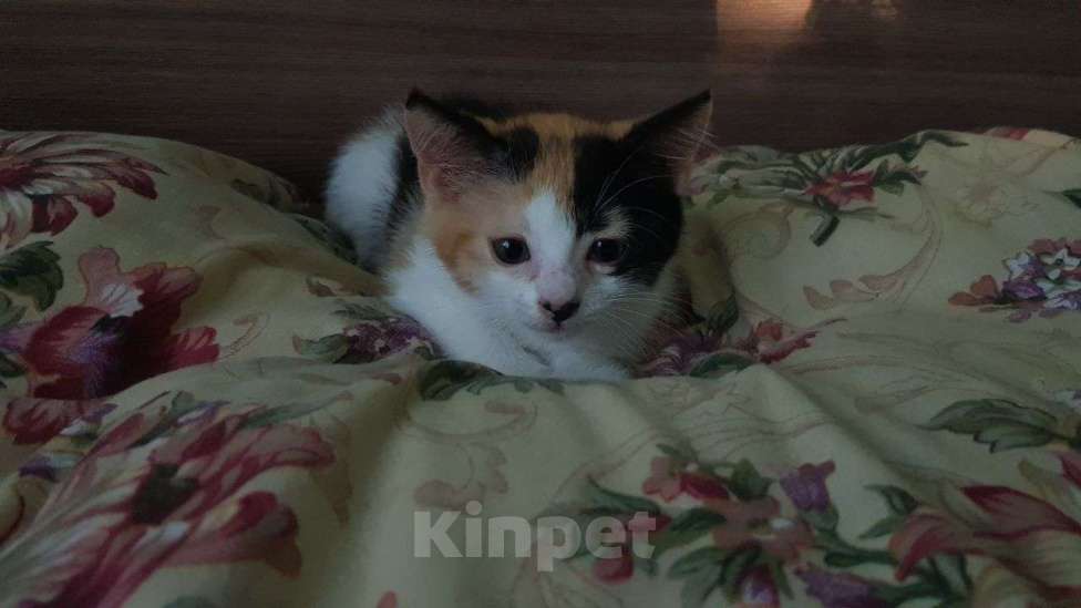 Кошки в Сочи: котенок  Девочка, Бесплатно - фото 1