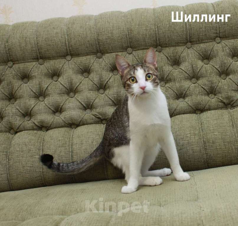Кошки в Санкт-Петербурге: Котенок-подросток Шиллинг ищет свою семью Мальчик, Бесплатно - фото 4