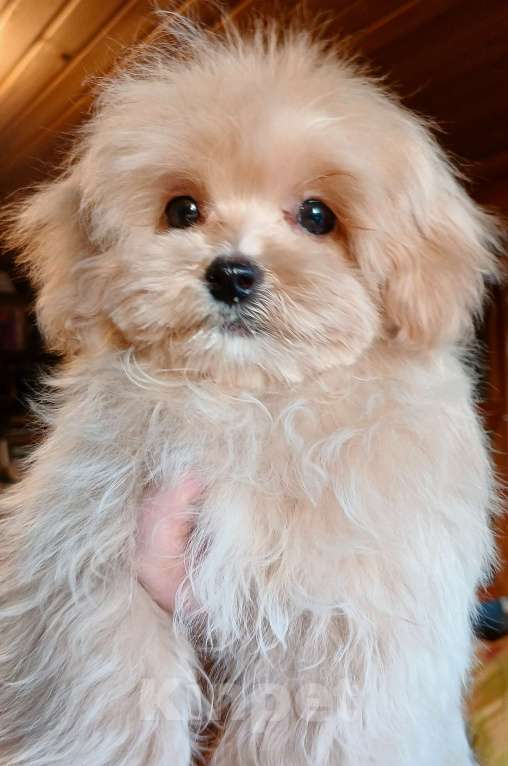 Собаки в Москве: Мальтипу чудесная девочка Девочка, 100 000 руб. - фото 5