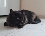 Кошки в Москве: Кошка Буся ищет дом Девочка, Бесплатно - фото 3