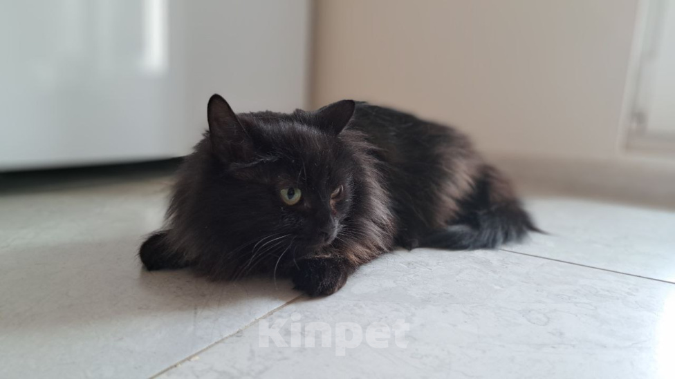 Кошки в Москве: Кошка Буся ищет дом Девочка, Бесплатно - фото 3