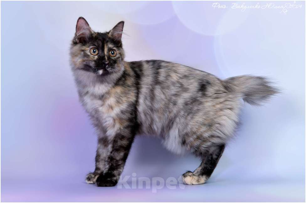 Кошки в Ростове-на-Дону: Курильский котёнок  Девочка, 40 000 руб. - фото 4