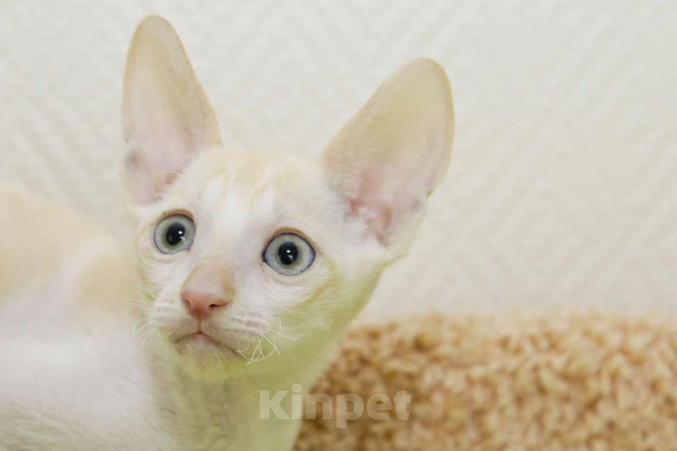 Кошки в Москве: котик редчайшего окраса, мраморный красный минк Мальчик, 90 000 руб. - фото 3