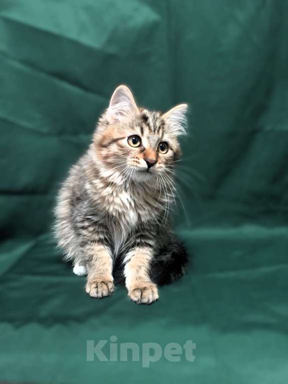 Кошки в Санкт-Петербурге: Сибирские котята Мальчик, 45 000 руб. - фото 7