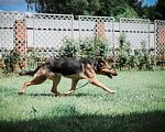 Собаки в Москве: Немецкая овчарка в дар, доброжелательная и умная Девочка, Бесплатно - фото 4