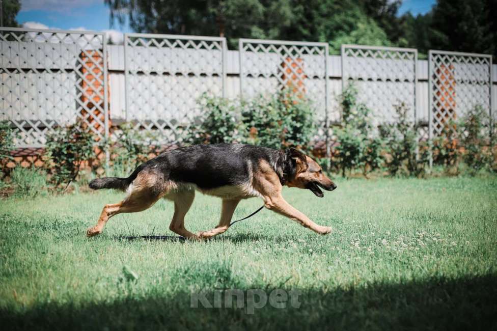 Собаки в Москве: Немецкая овчарка в дар, доброжелательная и умная Девочка, Бесплатно - фото 4