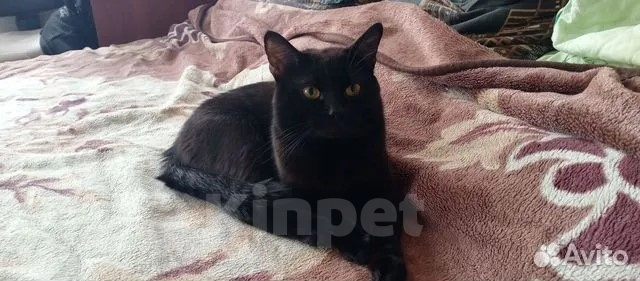 Кошки в Вышнем Волочке: шотландских вислоухих кошек Мальчик, 6 000 руб. - фото 4