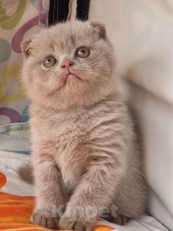 Кошки в Москве: Голубого окраса мальчик  Мальчик, 15 000 руб. - фото 6