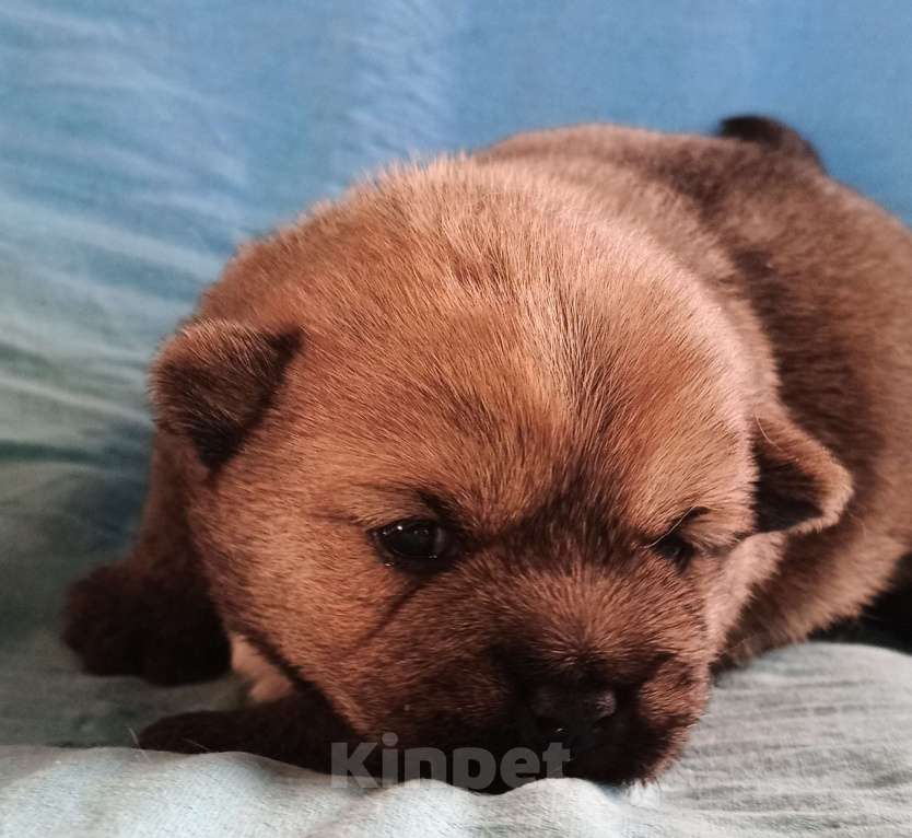 Собаки в Москве: Норвичата Мальчик, Бесплатно - фото 6