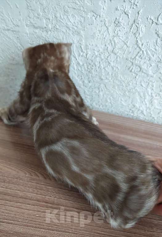 Кошки в Краснодаре: Очень красивый мальчик угольная сепия Мальчик, Бесплатно - фото 3