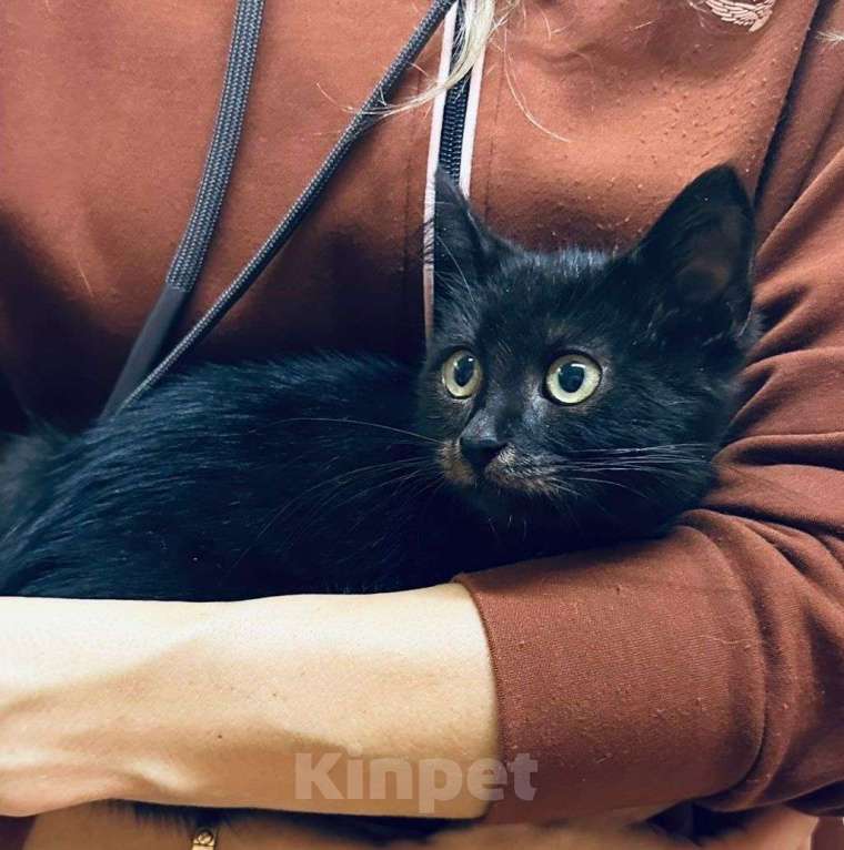 Кошки в Москве: Черный котенок-малыш ищет домик! Мальчик, Бесплатно - фото 2