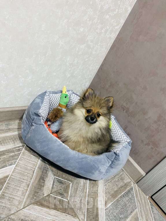 Собаки в Кисловодске: Щенок померанского шпица (Девочка) Девочка, 20 000 руб. - фото 7