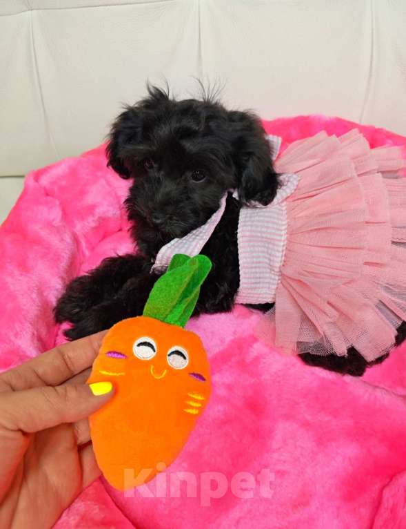 Собаки в Москве: Мальтипу черный жемчуг  Девочка, 95 000 руб. - фото 1