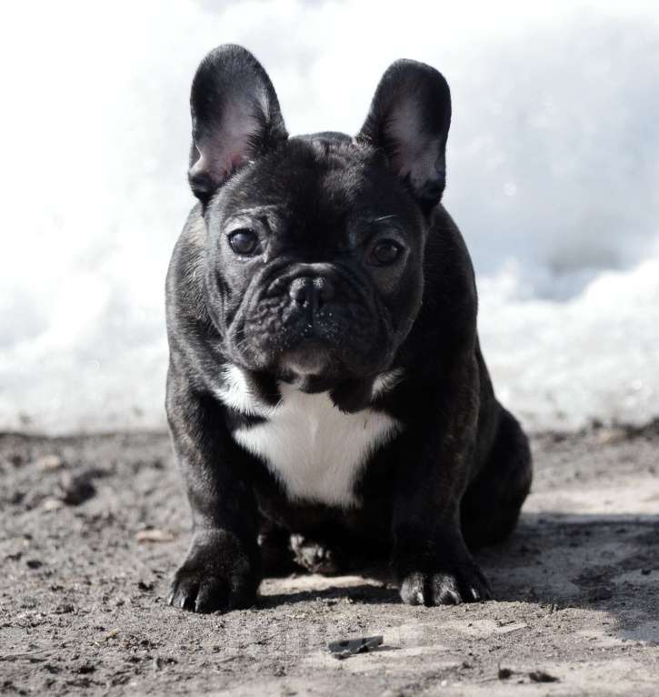 Собаки в Старом Купавне: Юная красотка Девочка, 50 000 руб. - фото 5