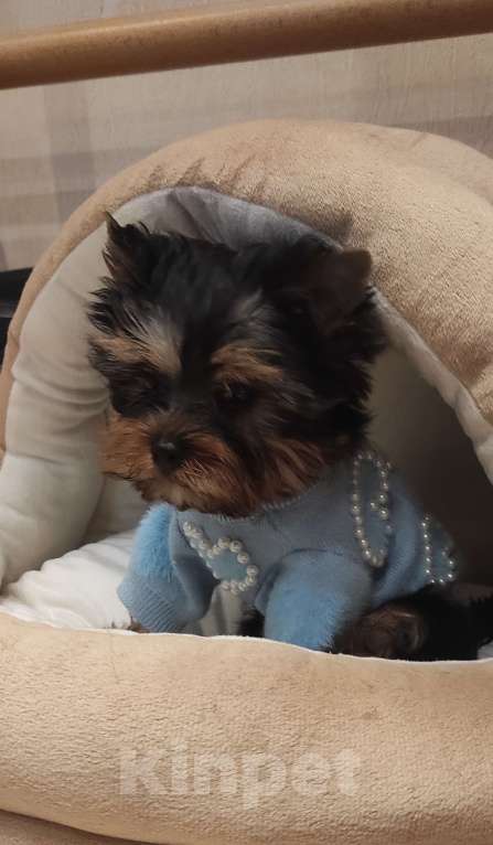 Собаки в Москве: Йоркширский терьер, девочка Девочка, 50 000 руб. - фото 2