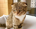 Кошки в Москве: Вислоухий котик Оскар ищет дом, в добрые руки  Мальчик, Бесплатно - фото 2