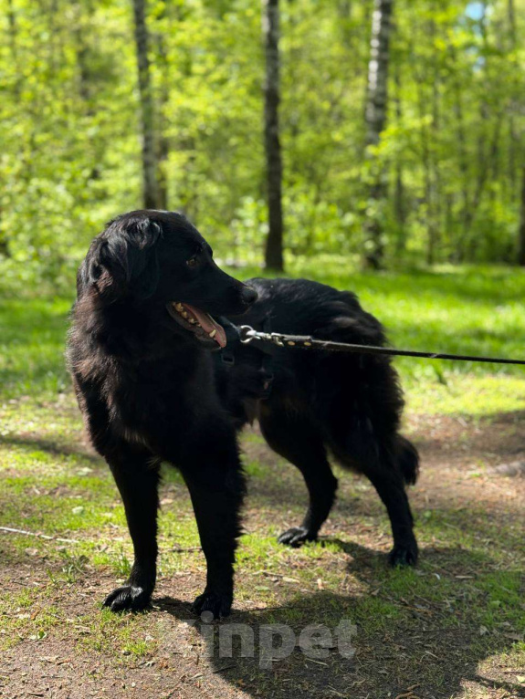 Собаки в Москве: Черные сестрицы, блеск и элегантность  Девочка, Бесплатно - фото 5