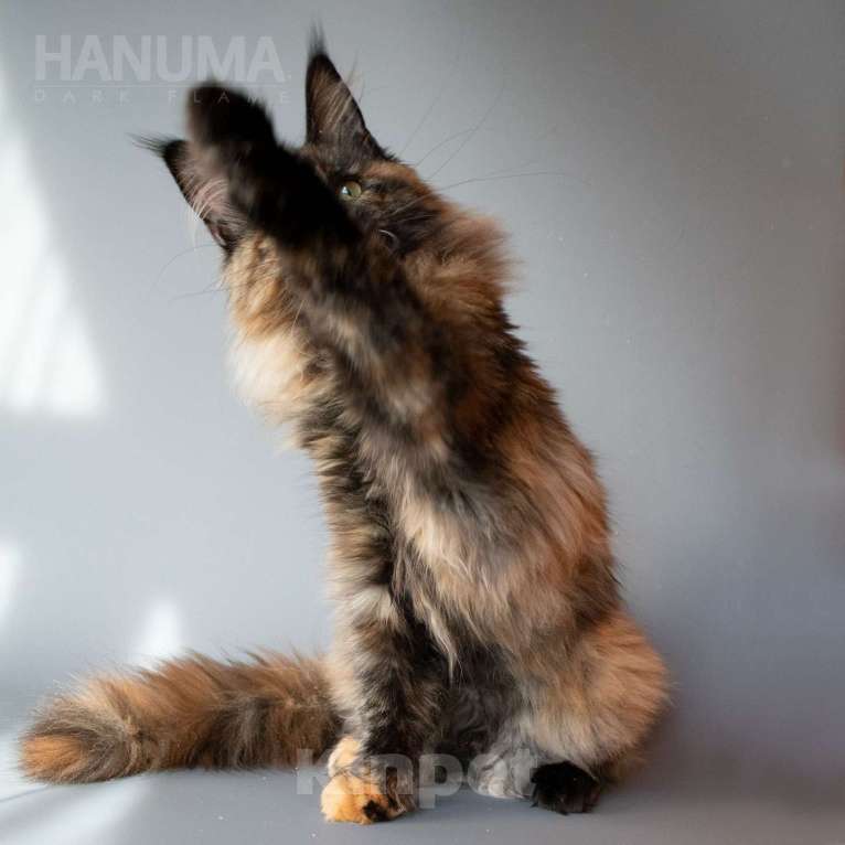 Кошки в других городах Воронежской области: Hanuma Dark Flame Девочка, Бесплатно - фото 2