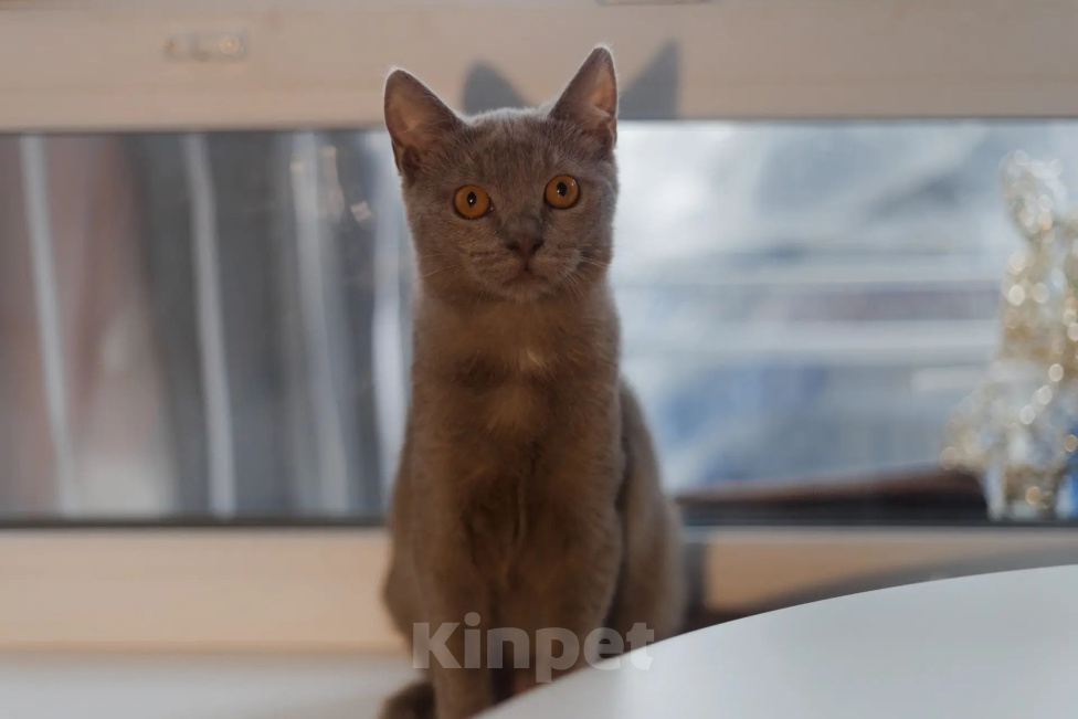 Кошки в Химках: Малышка ищет семью Девочка, Бесплатно - фото 9