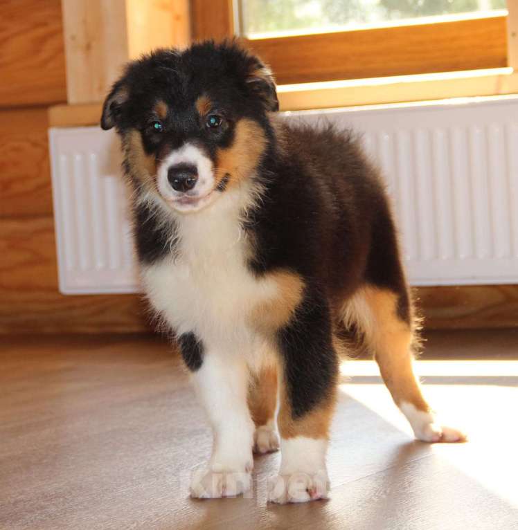 Собаки в Твери: Щенки австралийской овчарки (аусси) 4 мес Девочка, 30 000 руб. - фото 2