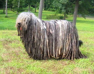 Бергамская овчарка